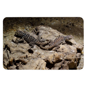 Sceloporus cyanogenes magnet