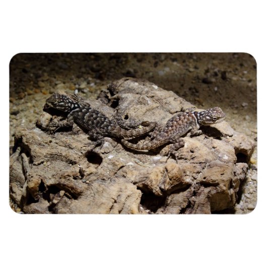Sceloporus cyanogenes magnet (Horizontal)