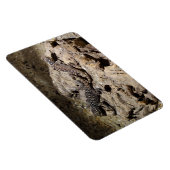 Sceloporus cyanogenes magnet (Rechte Seite)