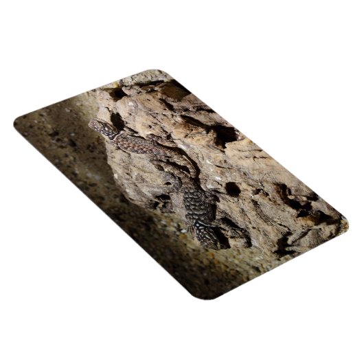 Sceloporus cyanogenes magnet (Rechte Seite)