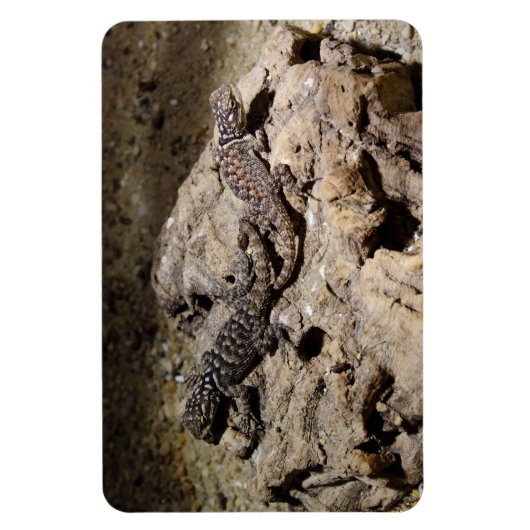 Sceloporus cyanogenes magnet (Vertikal)