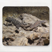 Sceloporus cyanogenes mousepad (Vorne)