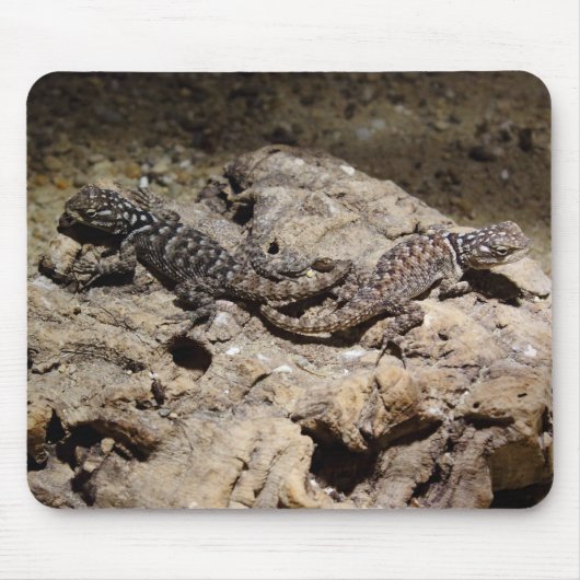 Sceloporus cyanogenes mousepad (Vorne)