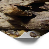 Sceloporus cyanogenes poster (Ecke)