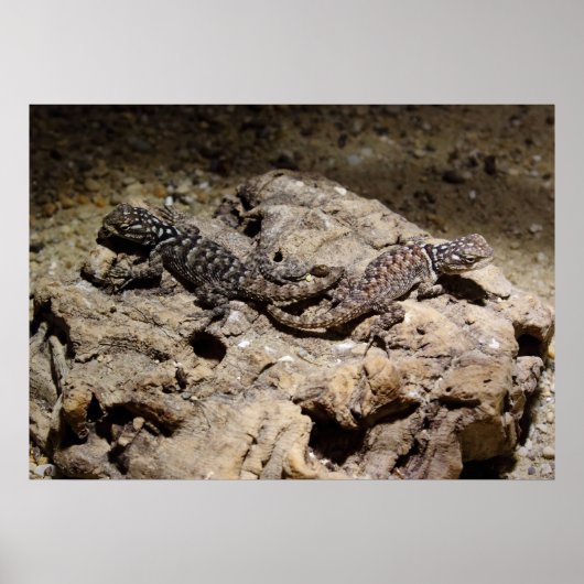 Sceloporus cyanogenes poster (Vorne)