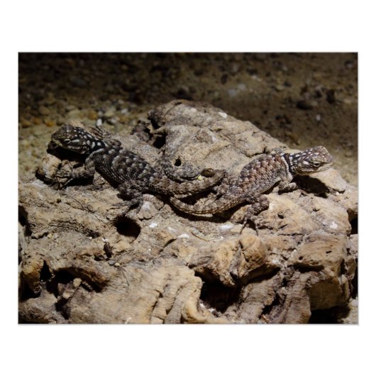 Sceloporus cyanogenes poster (Vorderseite)