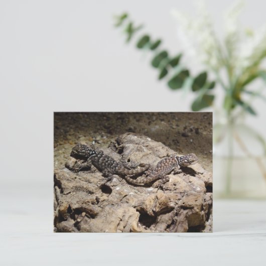 Sceloporus cyanogenes postkarte (Stehend Vorderseite)