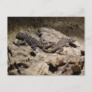 Sceloporus cyanogenes postkarte