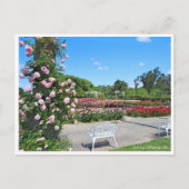 Scenery of Rose Garden ポストカード Postkarte (Vorderseite)
