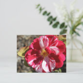 Scentimental Floribunda Rose # 5 Postkarte (Stehend Vorderseite)