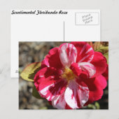 Scentimental Floribunda Rose # 5 Postkarte (Vorne/Hinten)