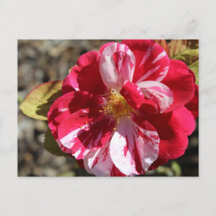 Scentimental Floribunda Rose # 5 Postkarte