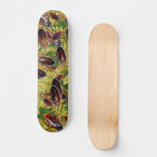 Schaben Skateboard (Vorderseite)