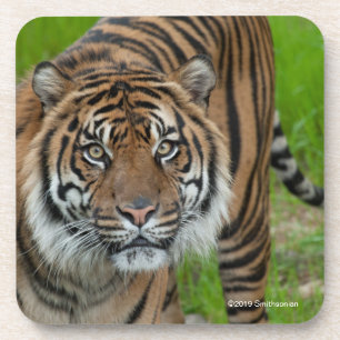 Schablone Getränkeuntersetzer