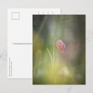 Schach-Blume Natur-Foto Postkarte