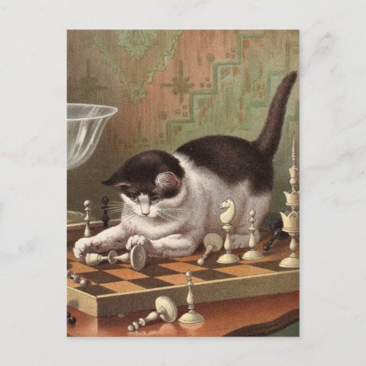 Schach-Cat-Postkarte Postkarte (Vorderseite)