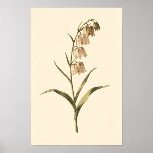 Schachblumen-Botanikstudie | 12 × 18 Poster (Vorne)