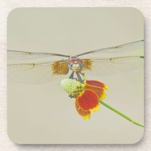 Schachbrett (Dythemis fugax) auf mexikanisch Untersetzer