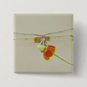 Schachbrett-Flügelsetzer (Dythemis fugax) auf Mexi Button