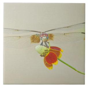 Schachbrett-Setwing (Dythemis fugax) auf mexikanis Fliese