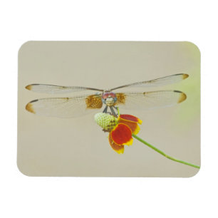 Schachbrett-Setwing (Dythemis fugax) auf Mexikanis Magnet