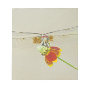 Schachbrett-Setwing (Dythemis fugax) auf Mexikanis Notizblock
