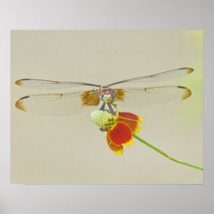 Schachbrett-Setwing (Dythemis fugax) auf Mexikanis Poster