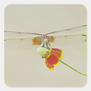 Schachbrett-Setwing (Dythemis fugax) auf Mexikanis Quadratischer Aufkleber