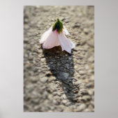 Schachpflaster-Blume Poster (Vorne)