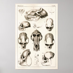 Schädel Affe-des Veterinäranatomie-Druckes Poster