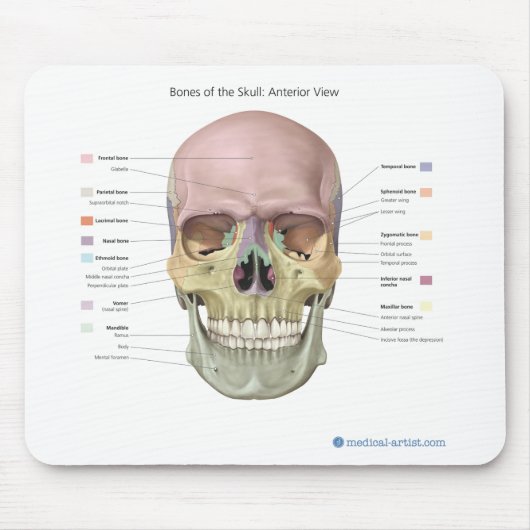 Schädel-Anatomie Mousepad (Vorne)