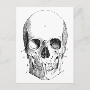 Schädel Diagramm Postkarte