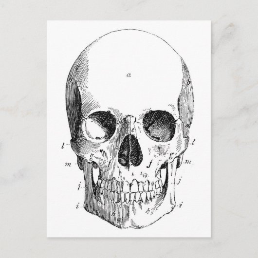 Schädel Diagramm Postkarte (Vorderseite)