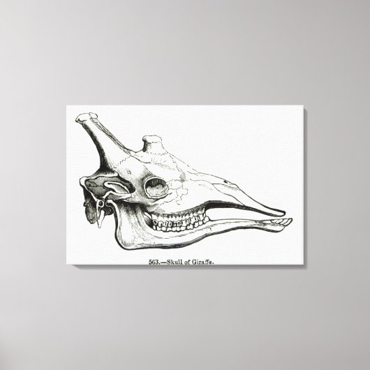 Schädel einer Giraffe Leinwanddruck (Vorderseite)