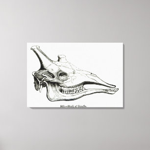 Schädel einer Giraffe Leinwanddruck