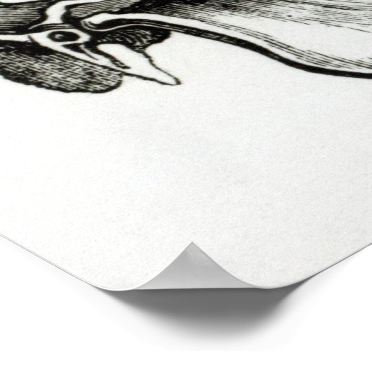 Schädel einer Giraffe Poster (Ecke)