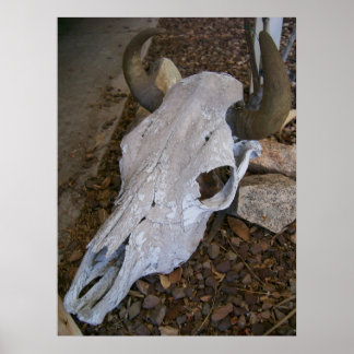 Schädel Poster