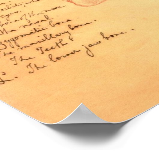 Schädel Poster (Ecke)