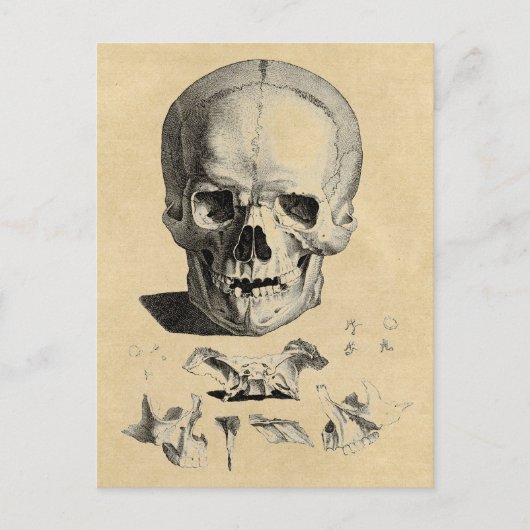 Schädel und Kieferknochen Postkarte (Vorderseite)