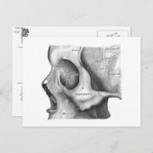 Schädel- und Wirbelsäulenkarte Postkarte (Vorne/Hinten)