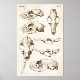 Schädel von Säugetieren Veterinäranatomie Druck Poster