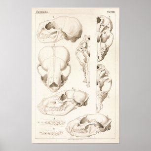 Schädel von Säugetieren Veterinäranatomie Druck Poster