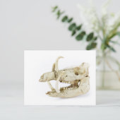 Schädel von Wildschweinen Postkarte (Stehend Vorderseite)