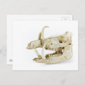Schädel von Wildschweinen Postkarte (Vorne/Hinten)