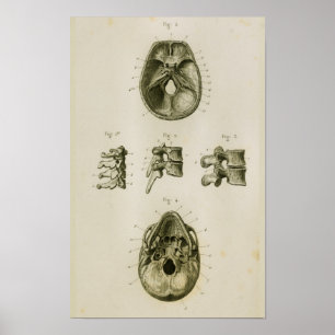 Schädel Wirbel Knochen Vintage Anatomie Druck Poster