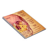 Schädelanatomie Notizblock (Rechte Seite)