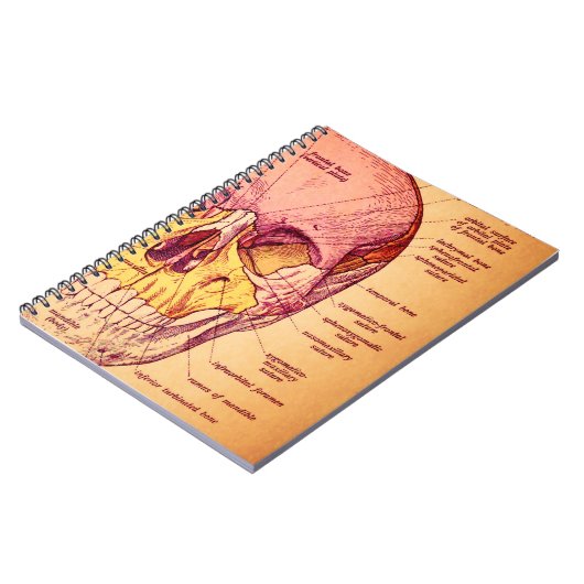 Schädelanatomie Notizblock (Linke Seite)