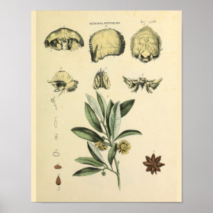 Schädelknochen Anatomie Kräuter Kunst Druck Poster