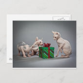 SCHÄDLINGE DER KATZE FEIERTAGSPOSTKARTE (Vorne/Hinten)