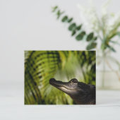 Schady Alligator-Postkarte Postkarte (Stehend Vorderseite)